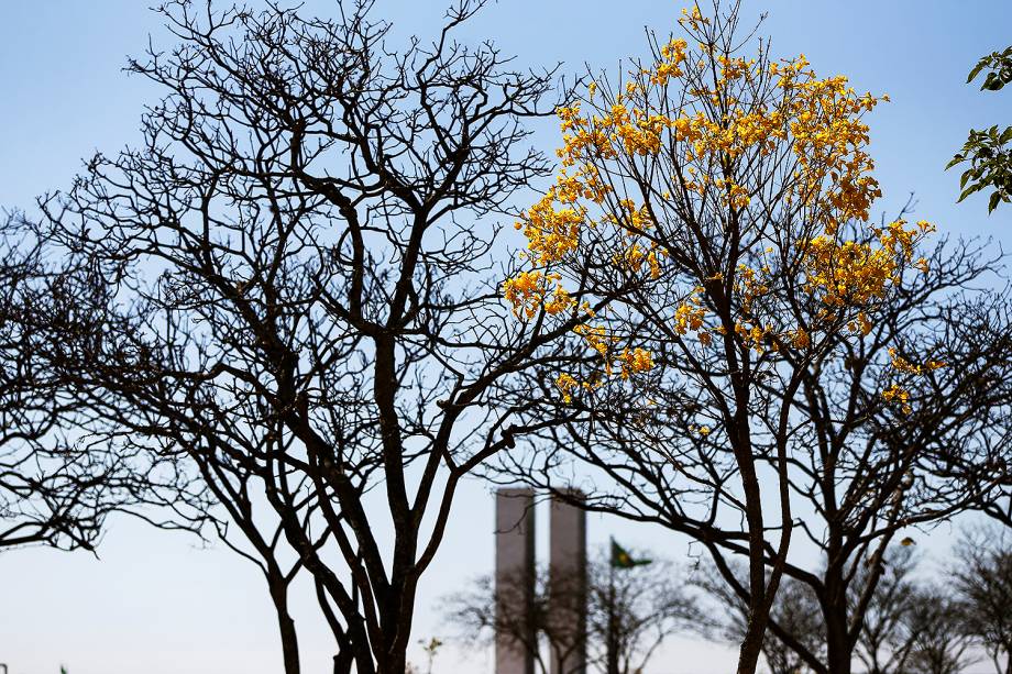 Brasília - Florada de ipês-amarelos colore o Distrito Federal - 29/08/2017