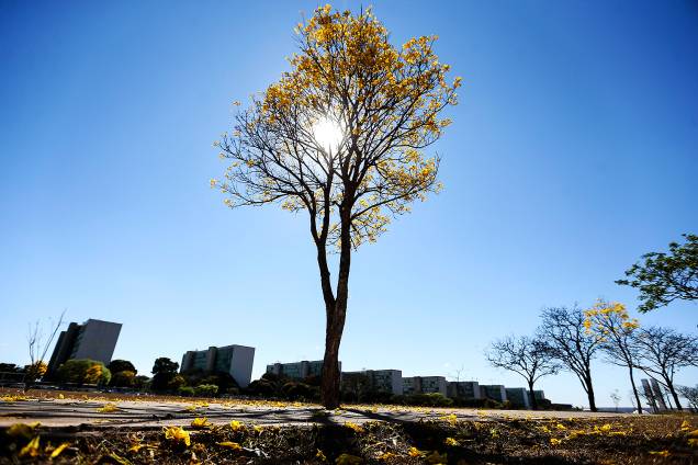 Brasília - Florada de ipês-amarelos colore o Distrito Federal - 29/08/2017 Brasília - Florada de ipês-amarelos colore o Distrito Federal - 29/08/2017