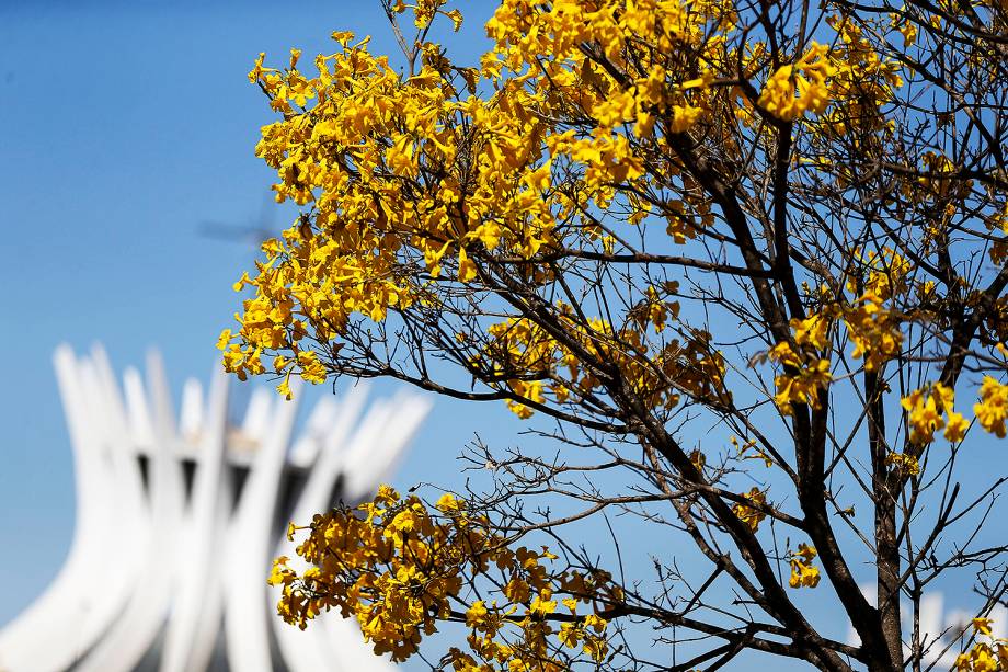 Brasília - Florada de ipês-amarelos colore o Distrito Federal - 29/08/2017