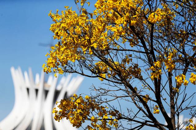 Brasília - Florada de ipês-amarelos colore o Distrito Federal - 29/08/2017 Brasília - Florada de ipês-amarelos colore o Distrito Federal - 29/08/2017
