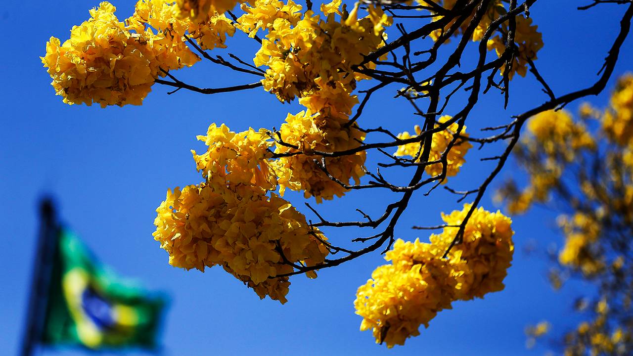 Florada de ipês-amarelos