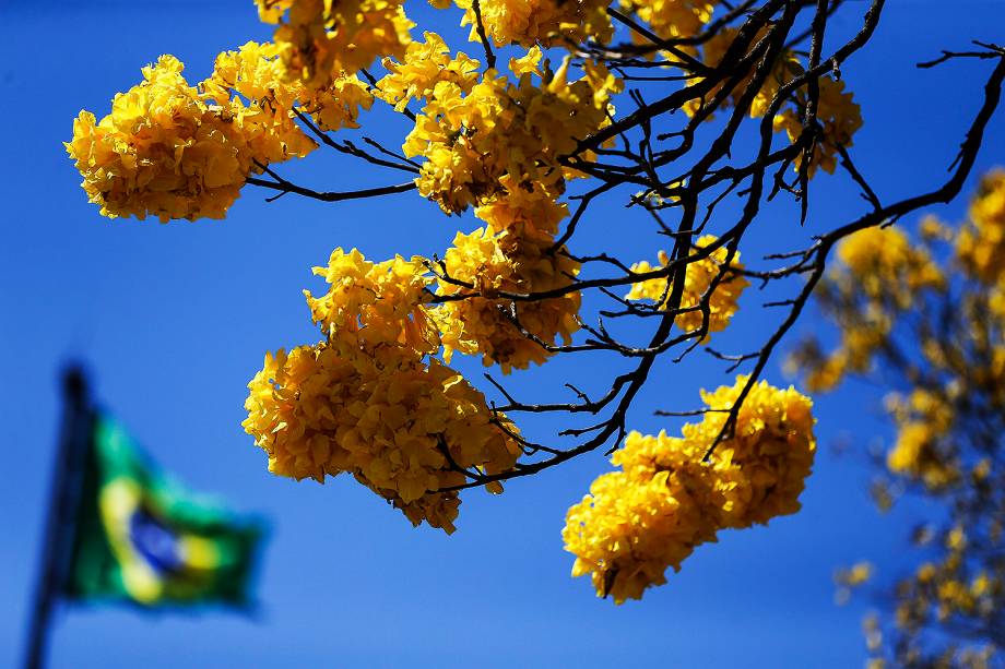 Brasília - Florada de ipês-amarelos colore o Distrito Federal - 29/08/2017