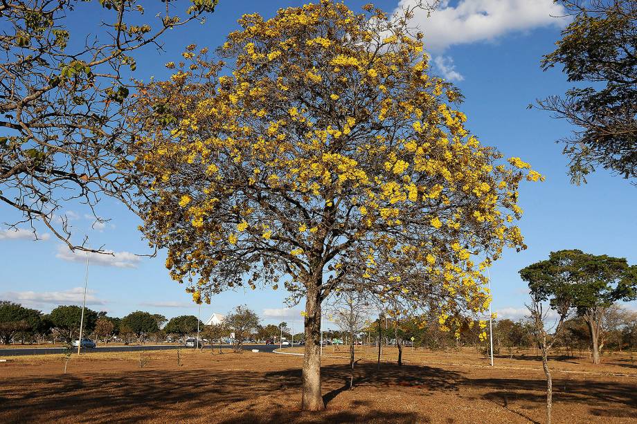 Brasília - Florada de ipês-amarelos colore o Distrito Federal - 29/08/2017