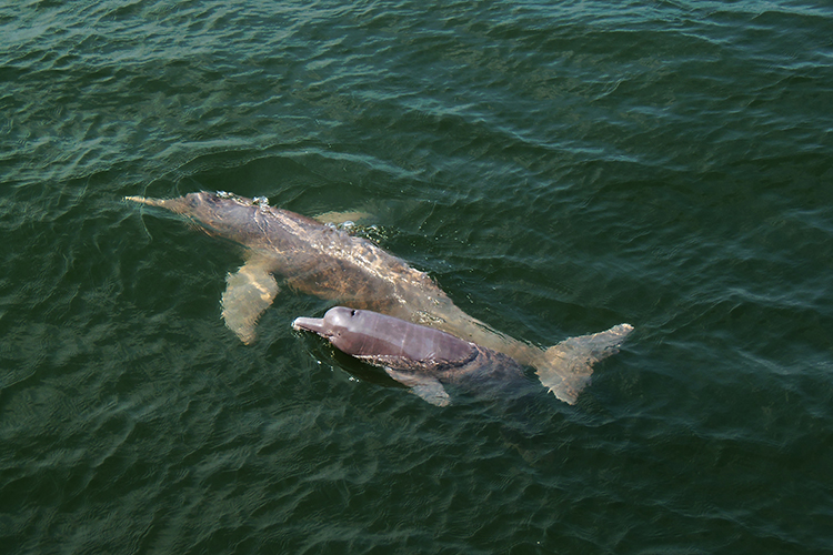 Inia araguaiaensis