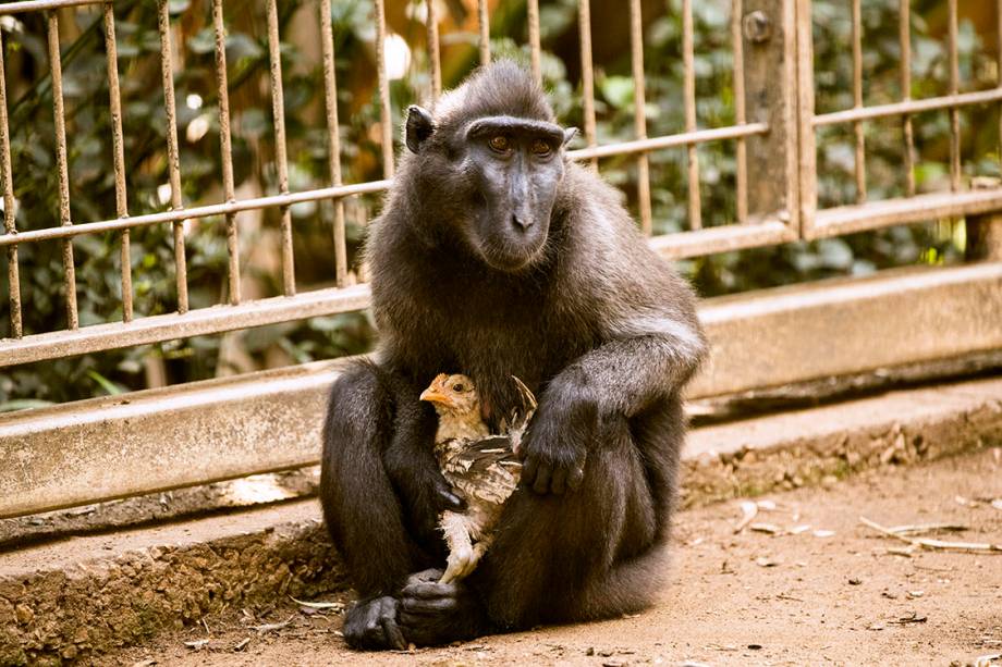 O frango parece aceitar os cuidados da macaca, mesmo podendo tranquilamente fugir pelas grades