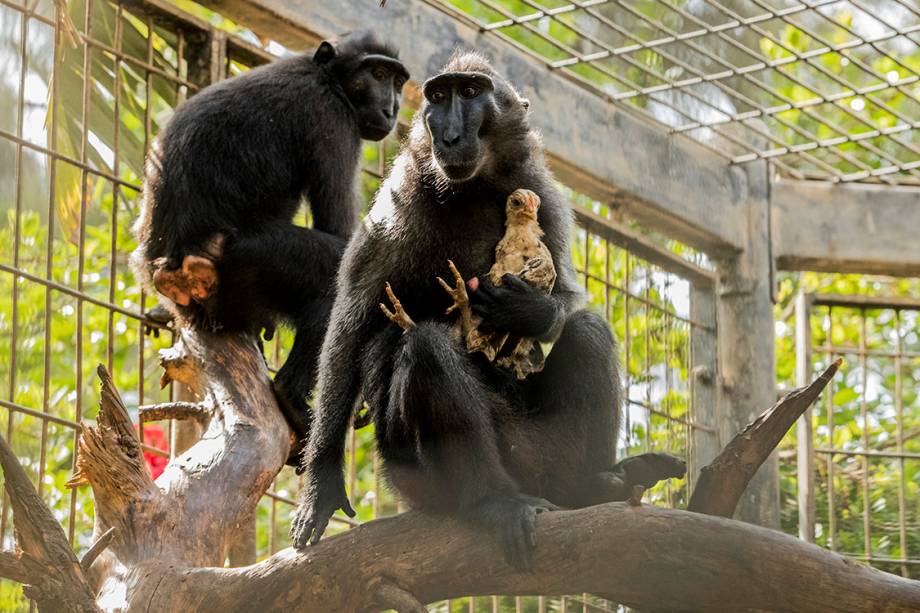 A macaca Niv cuida de seu filho adotivo, um frango, no zoológico de Ramat Gan, em Israel