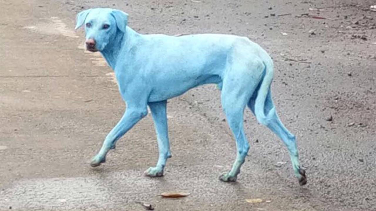 Cachorros azuis na Índia
