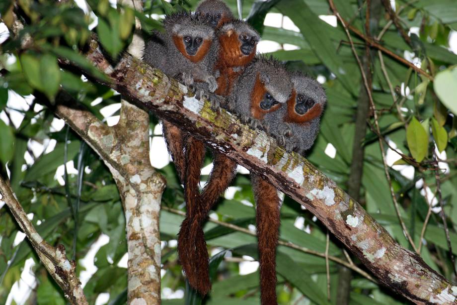 O macaco 'Plecturocebus miltoni', também chamado zogue-zogue-rabo-de-fogo, que vive entre os rios Roosevelt e Aripuanã, nos estados de Mato Grosso, Amazonas e Rondônia. Encontrado geralmente em grupos, esses animais são muito difíceis de ver, apesar da pelagem vermelha chamativa. A espécie é endêmica do Brasil, ou seja, só pode ser encontrada em território nacional