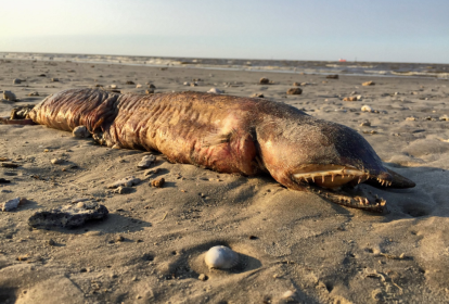 Animal estranho apareceu no Texas após passagem do furacão Harvey