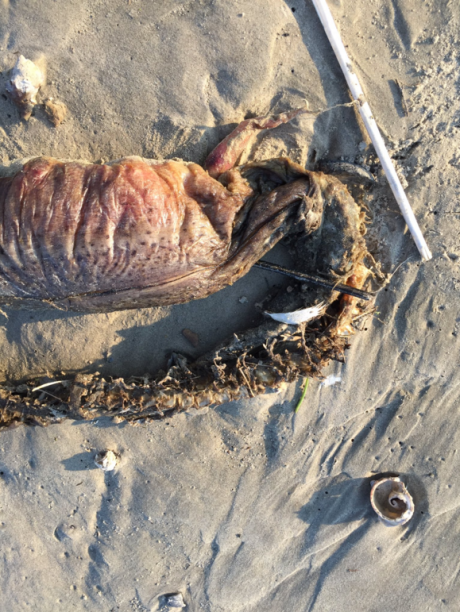 Biólogos acreditam se tratar de uma enguia ou um peixe que foi arrastado até a praia pela tempestade provocada pelo furacão Harvey