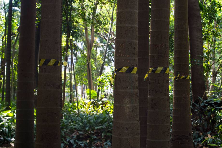 Palmeiras seafortia no Parque Trianon, em São Paulo