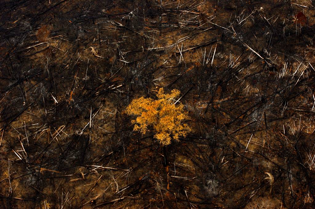 Seis chavões sobre a Amazônia – e a verdade por trás deles