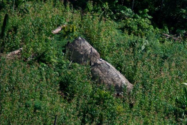 Maloca de índios isolados na Terra Indígena Vale do Javari