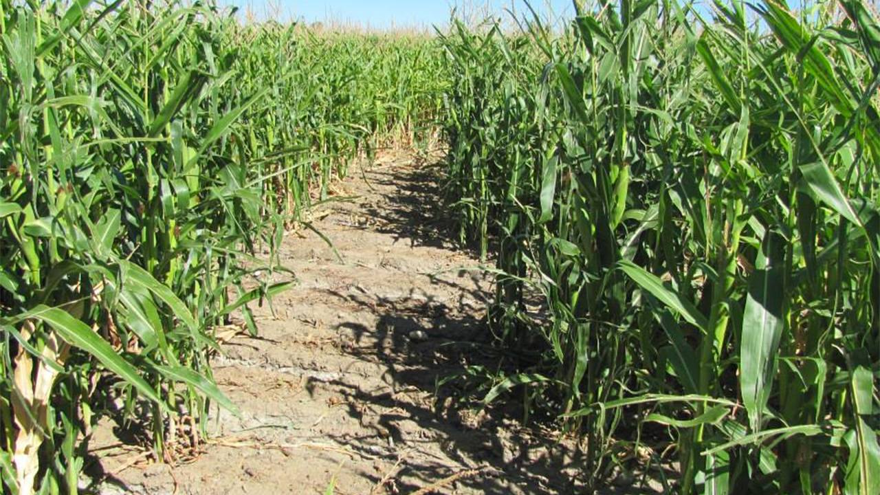 Crazy Corn Maze