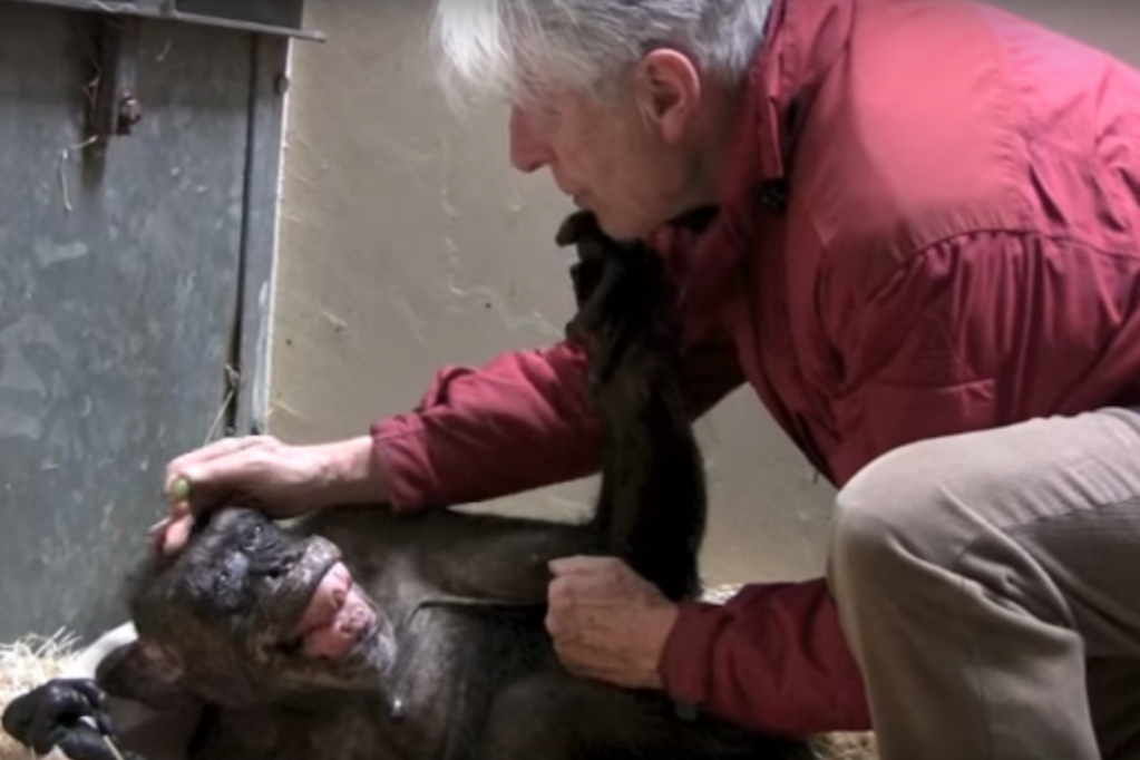 Estudo detecta diferenças entre a mente humana e a de outros primatas