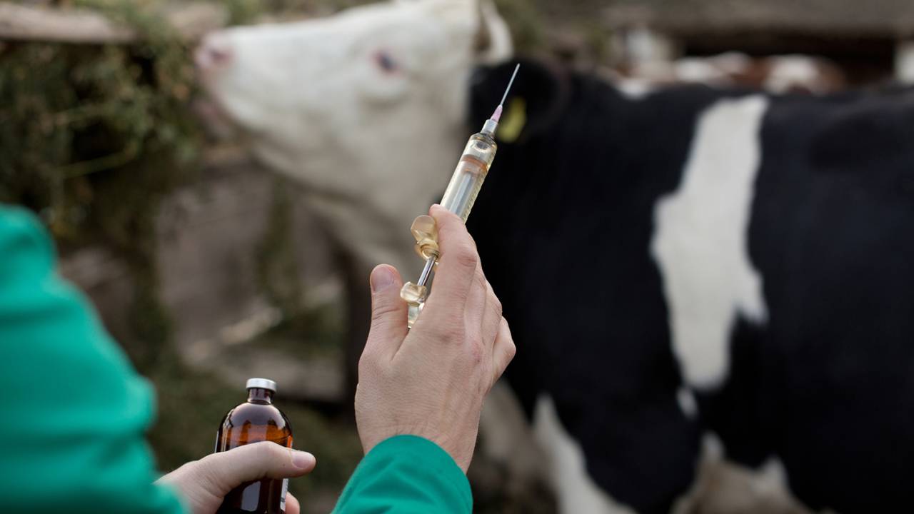 Veterinário