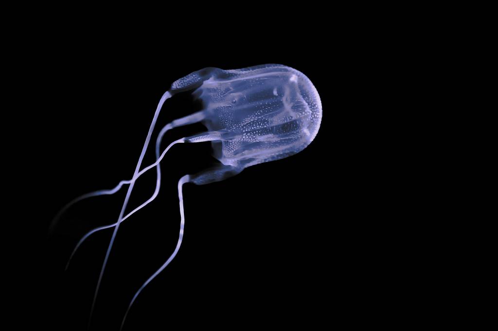 Conheça a vespa-do-mar, o ser vivo mais venenoso do mundo