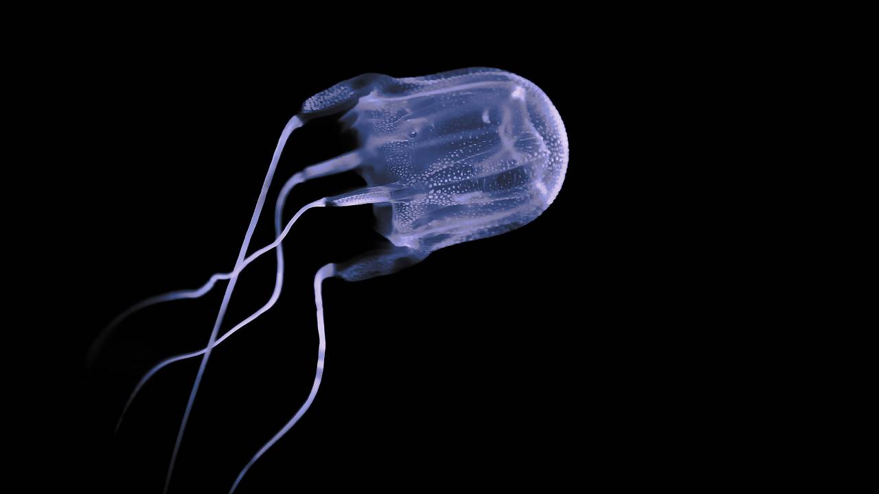 Box Jellyfish