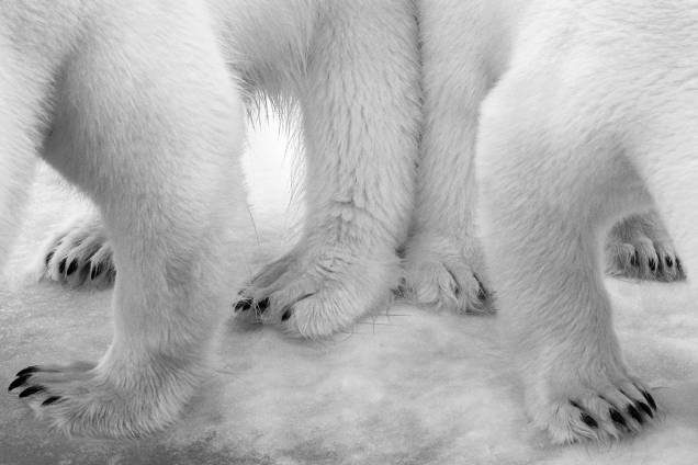 Categoria: Preto e Branco | Polar pas de deux -Impulsionados pela curiosidade e a fome, este urso polar e seu filhote pararam para investigar a poça suja que vazava do navio de Eilo. Sem hesitação e em sincronia, eles rapidamente abaixaram a cabeça para provar a neve manchada. Envergonhada, Eilo fez a foto em preto e branco, enfatizando o contraste entre a poluição e o ambiente primitivo Categoria: Preto e Branco | Polar pas de deux -Impulsionados pela curiosidade e a fome, este urso polar e seu filhote pararam para investigar a poça suja que vazava do navio de Eilo. Sem hesitação e em sincronia, eles rapidamente abaixaram a cabeça para provar a neve manchada. Envergonhada, Eilo fez a foto em preto e branco, enfatizando o contraste entre a poluição e o ambiente primitivo