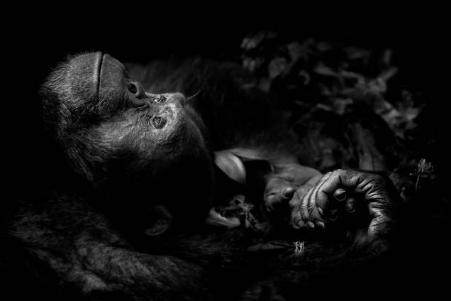 Categoria: Retrato animal | Contemplação - Peter registou essa imagem de um chimpanzé descansando no Kibale National Park, em Uganda, após passar uma manhã longa e difícil procurando pelo animais em uma floresta fechada Categoria: Retrato animal | Contemplação - Peter registou essa imagem de um chimpanzé descansando no Kibale National Park, em Uganda, após passar uma manhã longa e difícil procurando pelo animais em uma floresta fechada