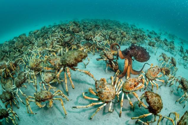 Categoria: Invertebrados | Surpresa de caranguejo - Justin estava ocupado documentando uma experiência de um recife artificial, quando um exército de caranguejos apareceu, com um polvo caçando "como uma criança excitada em uma loja de doces", após escolher sua captura final, na Tasmânia, Austrália Categoria: Invertebrados | Surpresa de caranguejo - Justin estava ocupado documentando uma experiência de um recife artificial, quando um exército de caranguejos apareceu, com um polvo caçando "como uma criança excitada em uma loja de doces", após escolher sua captura final, na Tasmânia, Austrália