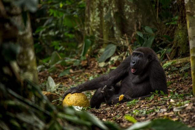 Categoria: de 15 a 17 anos | A Boa Vida - O fotógrafo holandês Daniël Nelson conheceu Caco após uma caminhada de três horas através de vegetação densa. Ele fazia parte de uma família de 16 gorilas que se alimentavam de uma doce fruta africana. O retrato do jovem gorila relaxado, captura a forte ligação desses animais selvagens com a floresta de que dependem Categoria: de 15 a 17 anos | A Boa Vida - O fotógrafo holandês Daniël Nelson conheceu Caco após uma caminhada de três horas através de vegetação densa. Ele fazia parte de uma família de 16 gorilas que se alimentavam de uma doce fruta africana. O retrato do jovem gorila relaxado, captura a forte ligação desses animais selvagens com a floresta de que dependem