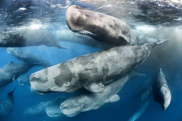 Categoria: Comportamento | Reunião gigante - Dezenas de cachalotes se misturavam ruidosamente ao largo da costa, em imagem feita pelo fotógrafo americano Tony Wu. A aparência de mármore dessas baleias é um sinal de desprendimento de pele. Grandes grupos como este ficam em permanente contato uns contra os outros para esfoliar a pele morta do vizinho, ajudando-os a manter o desempenho hidrodinâmico. O contato tátil também ajuda a reforçar os vínculos sociais Categoria: Comportamento | Reunião gigante - Dezenas de cachalotes se misturavam ruidosamente ao largo da costa, em imagem feita pelo fotógrafo americano Tony Wu. A aparência de mármore dessas baleias é um sinal de desprendimento de pele. Grandes grupos como este ficam em permanente contato uns contra os outros para esfoliar a pele morta do vizinho, ajudando-os a manter o desempenho hidrodinâmico. O contato tátil também ajuda a reforçar os vínculos sociais