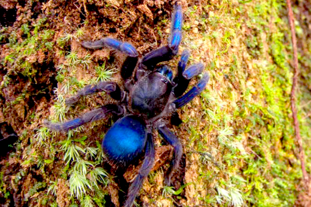 Esta incrível tarântula azul acaba de ser descoberta na Guiana