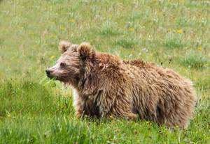 Urso marrom do Himalaia