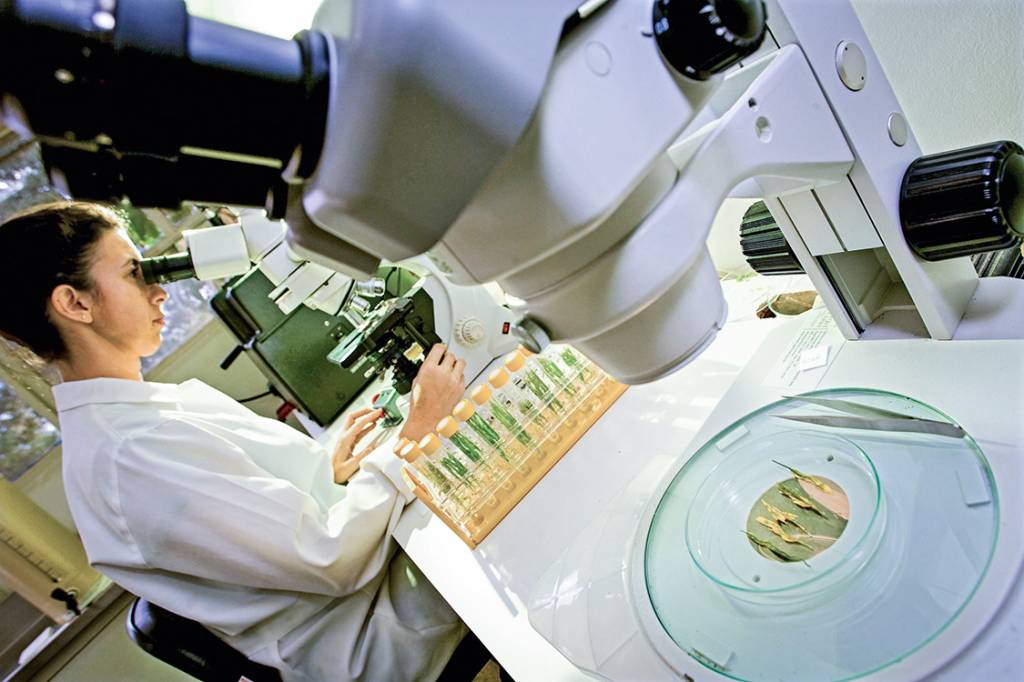 Biotecnologia No laboratório de genética molecular da Embrapa em Brasília, os pesquisadores desenvolvem variedades de plantas resistentes a pragas e por isso mais produtivas