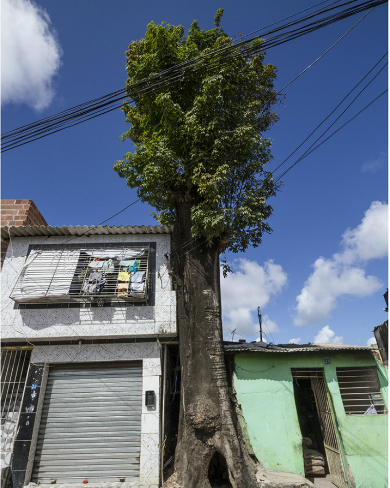 Motorola_Verde2