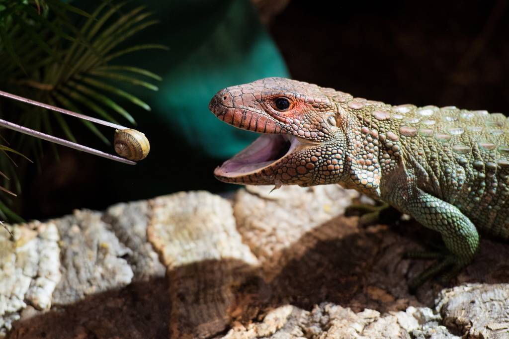 Engenharia inspirada em lagartos aprimora a segurança de construções