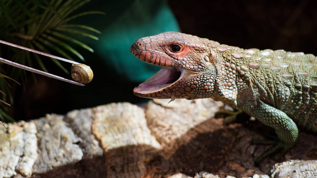 Imagens do dia - Lagarto no zoológico de Hamburgo na Alemanha