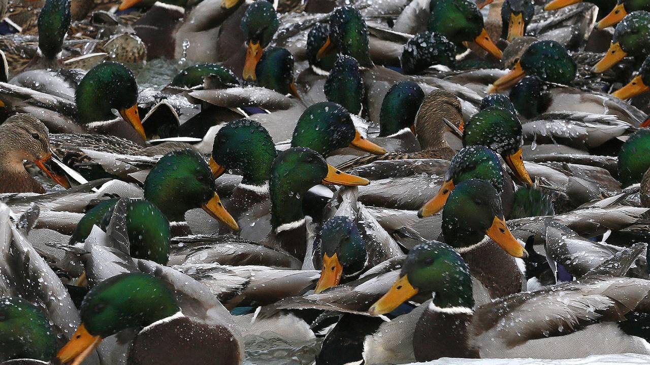 Imagens do dia - Patos selvagens na Rússia