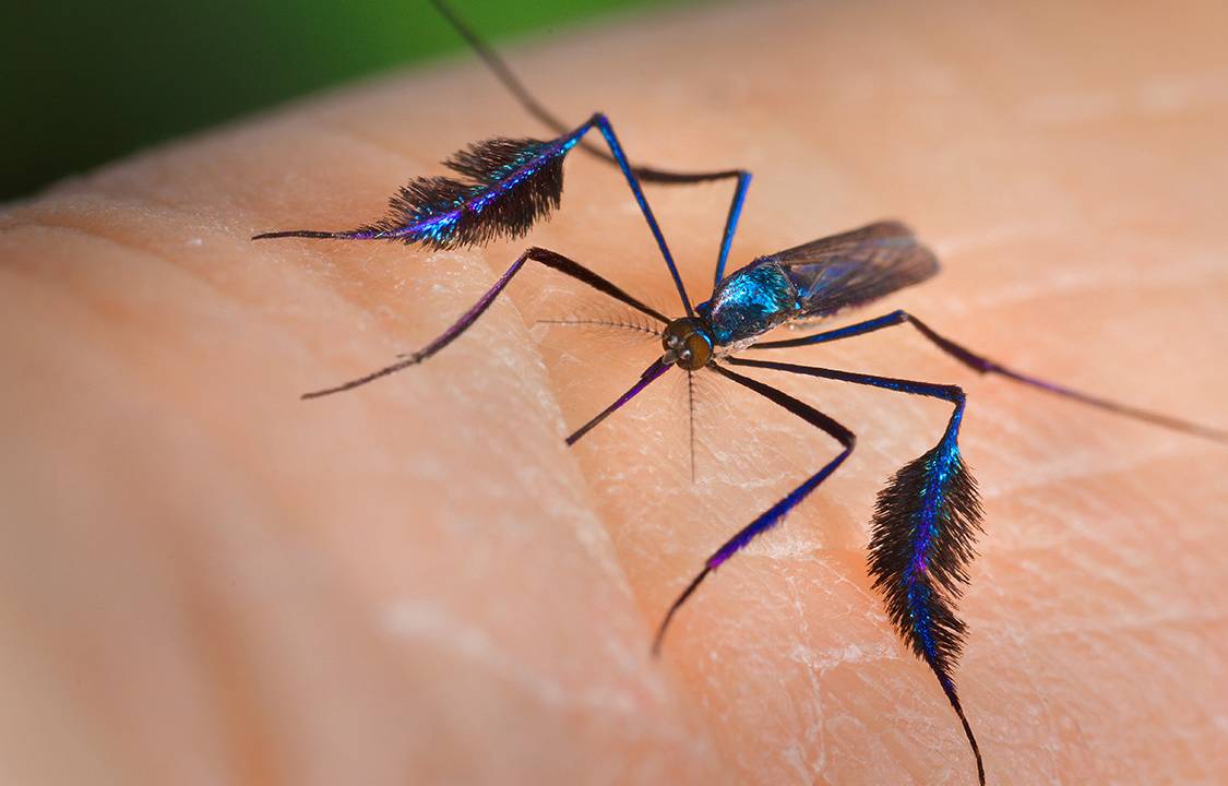 Mosquito sabethes, um dos transmissores da febre amarela