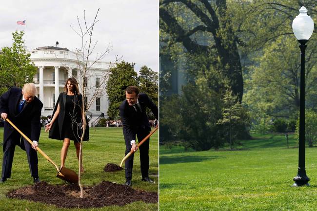 Árvore plantada por Donald Trump e Emmanuel Macron Árvore plantada por Donald Trump e Emmanuel Macron