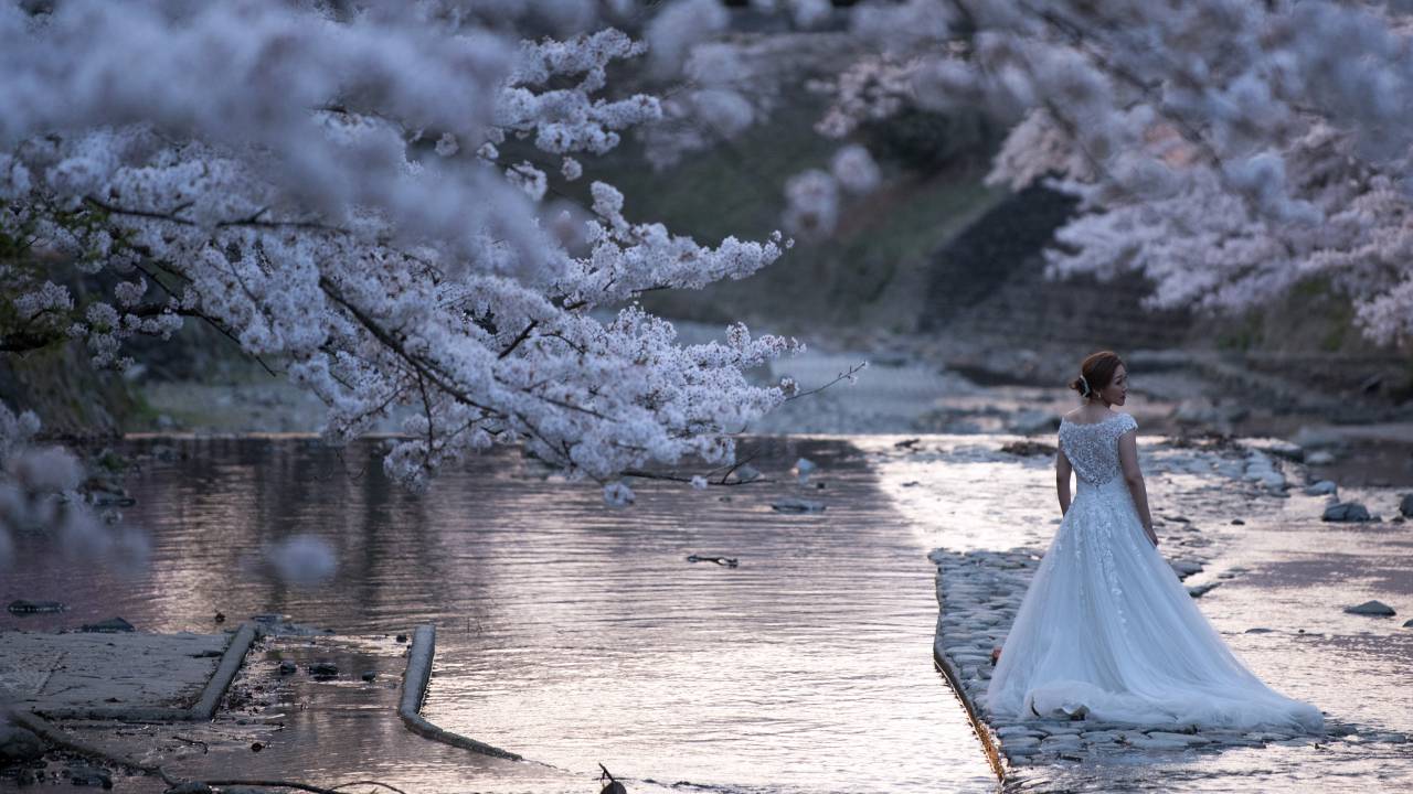 Japoneses apreciam a floração das cerejeiras