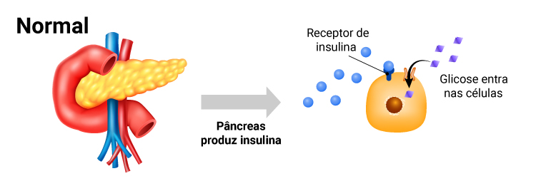 Quando ingerimos alimentos, estimulamos o pâncreas a produzir insulina, que é um hormônio essencial para o metabolismo dos carboidratos. Todo carboidrato será transformado em glicose. A insulina é quem transporta a glicose (açúcar dos alimentos) pelo sangue e a carrega para dentro das células, onde será transformada em energia. Ela funciona como uma “chave” que abre a porta da célula para a entrada da glicose.