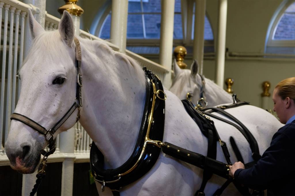 Cavalos que guiarão a carruagem no casamento de Meghan Markle e Príncipe Harry Cavalos que guiarão a carruagem no casamento de Meghan Markle e Príncipe Harry