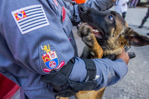 Cães farejadores auxiliam no trabalho das equipes de resgate no local do desabamento do edificio Wilton Paes de Almeida, no Largo do Paissandu, região central de São Paulo - 09/05/2018 Cães farejadores auxiliam no trabalho das equipes de resgate no local do desabamento do edificio Wilton Paes de Almeida, no Largo do Paissandu, região central de São Paulo - 09/05/2018