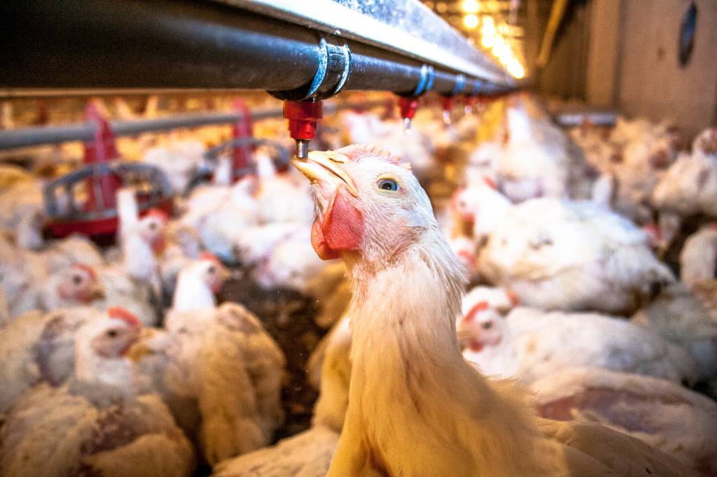 Governo monta barreira sanitária de 10 km para conter gripe aviária no RS