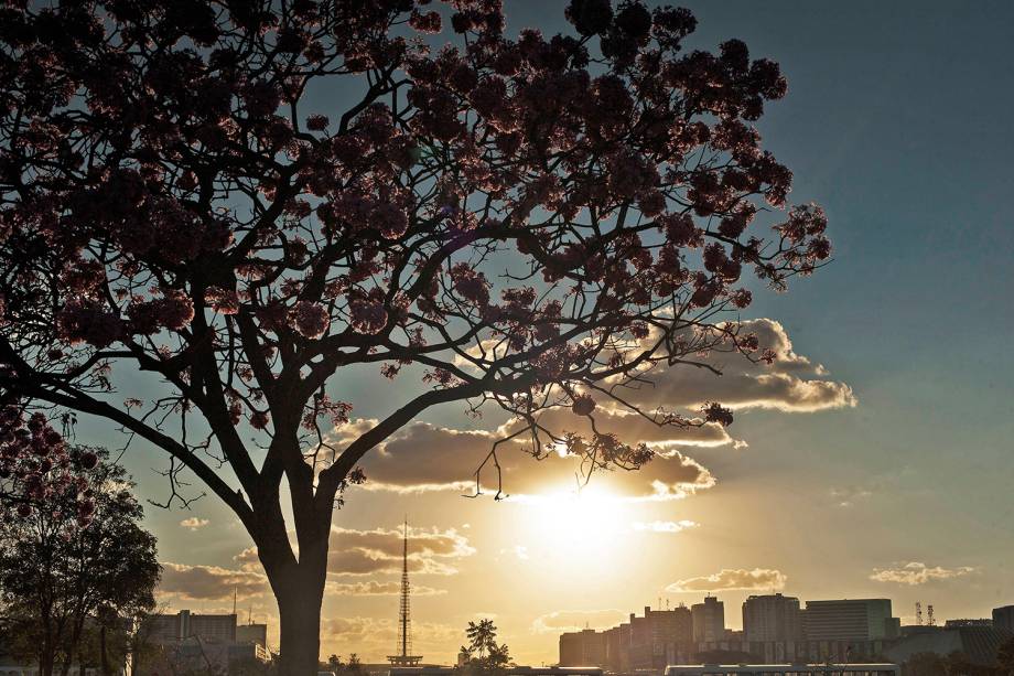 Floração dos ipês-roxo colorem a cidade de Brasília (DF)