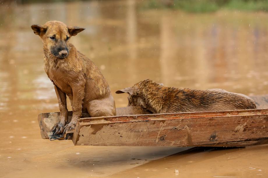 Dois cachorros são vistos em um pequeno barco que navega sobre as águas da inundação causada pelo rompimento de uma barragem em Sanamxai, província de Attapeu, no Laos - 26/07/2018