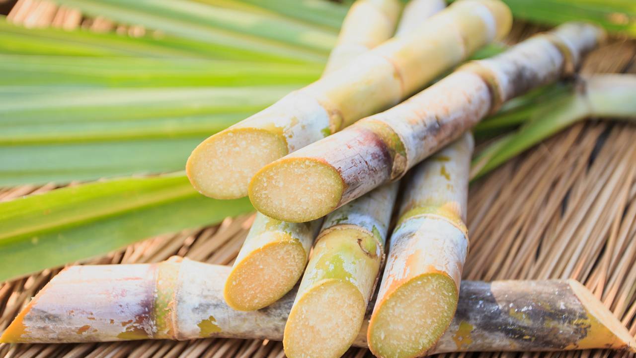 Cana-de-açúcar