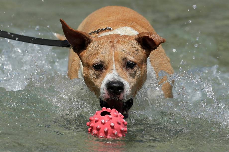 Cachorro pula em fonte pública na cidade de Viana, Áustria - 02/08/2018 Cachorro pula em fonte pública na cidade de Viana, Áustria - 02/08/2018