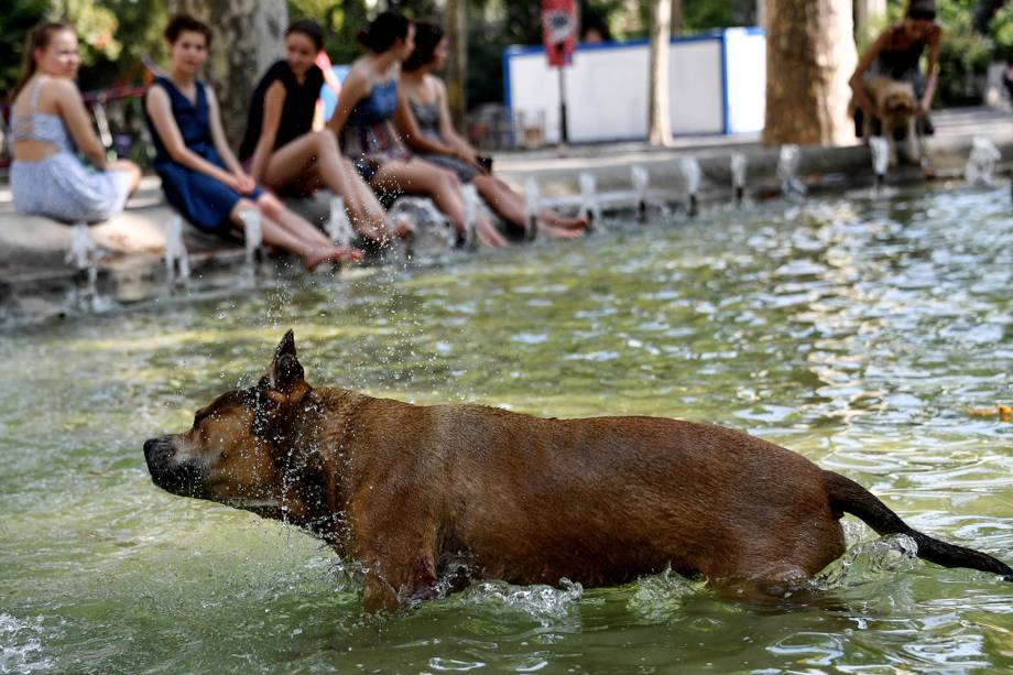 Cachorro brinca em fonte pública em Montpellier, França - 02/08/2018 Cachorro brinca em fonte pública em Montpellier, França - 02/08/2018