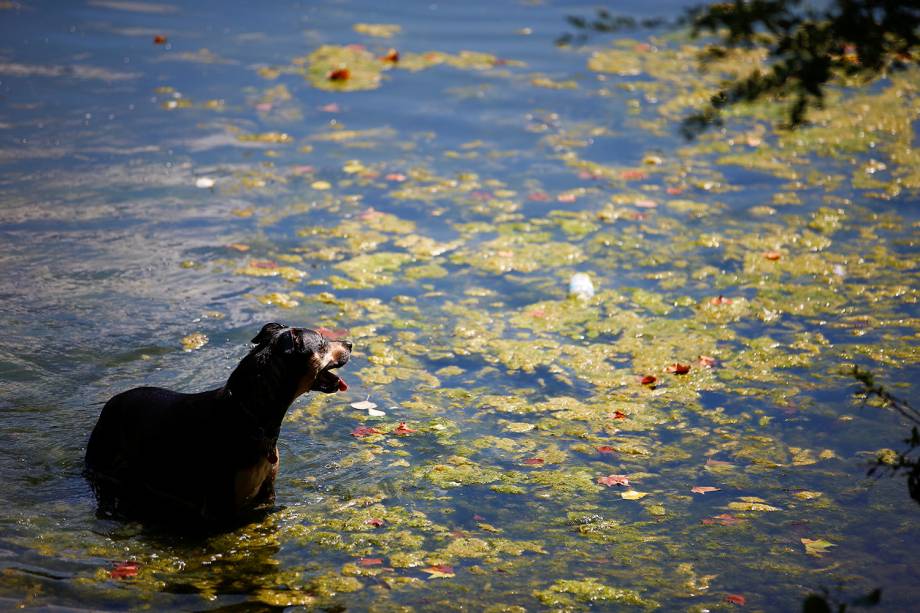 Cachorro nada em lagoa pública no Parque Hampstead Heath em Londres, Inglaterra - 03/08/2018 Cachorro nada em lagoa pública no Parque Hampstead Heath em Londres, Inglaterra - 03/08/2018