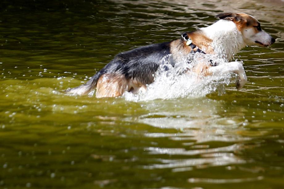 Cachorro pula em fonte pública em Madri, Espanha - 03/08/2018 Cachorro pula em fonte pública em Madri, Espanha - 03/08/2018