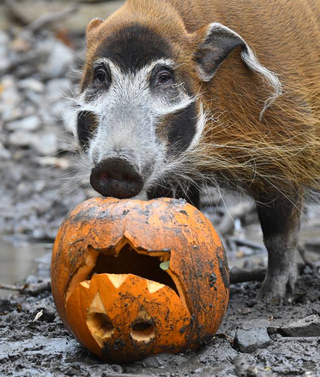 Um porco-vermelho africano aproveita uma abóbora recheada de guloseimas que recebeu no zoológico de Hanover, na Alemanha - 25/10/2018 Um porco-vermelho africano aproveita uma abóbora recheada de guloseimas que recebeu no zoológico de Hanover, na Alemanha - 25/10/2018