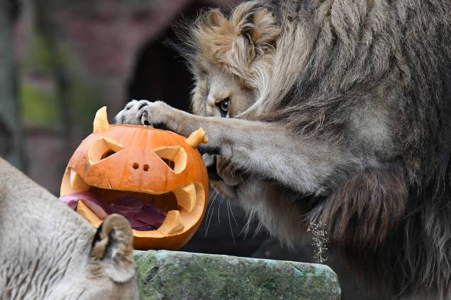 Leões interagem com uma abóbora esculpida para o dia do Halloween no zoológico de Hanover, na Alemanha - 25/10/2018 Leões interagem com uma abóbora esculpida para o dia do Halloween no zoológico de Hanover, na Alemanha - 25/10/2018